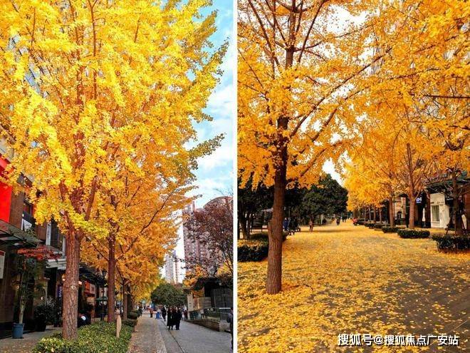 线楼盘百科→首页网站→楼盘百科→首页→24小时热线电话CQ9电子平台网站上海闵行古北99售楼处电线售楼中心电(图6)